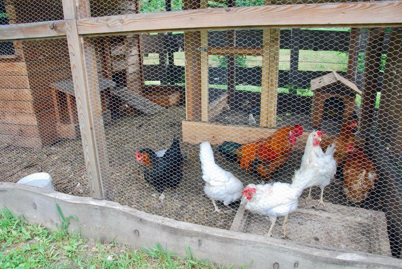 B&B Dalla Fattoria Della Patty Pieve Di Ledro Zewnętrze zdjęcie