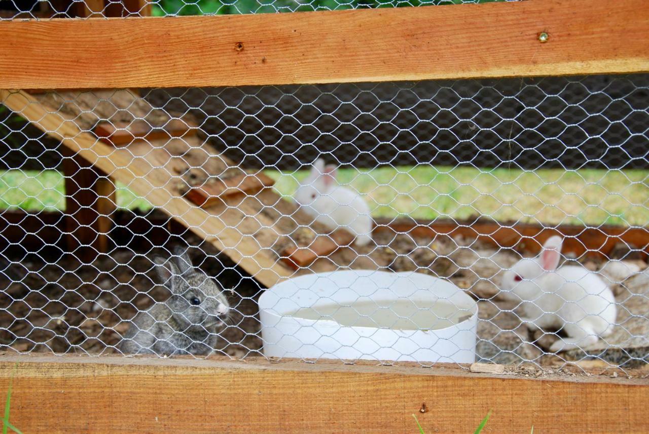 B&B Dalla Fattoria Della Patty Pieve Di Ledro Zewnętrze zdjęcie
